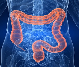 Abdomen and Bowel